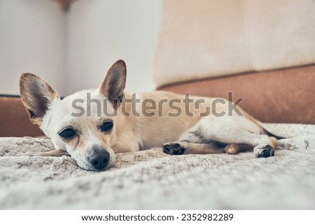The dog, previously sitting on the bed between the chihuahua and averting his gaze. The old dog is resting. With space to copy. High quality photo