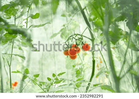 A ripe tomato growing in a greenhouse. A fresh bunch of red natural tomatoes on a branch in an organic vegetable garden. Blurred background and a place to copy. High quality photo