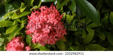 Ixora is well pattern various colour flower in this wild. And Most available flower on nature.