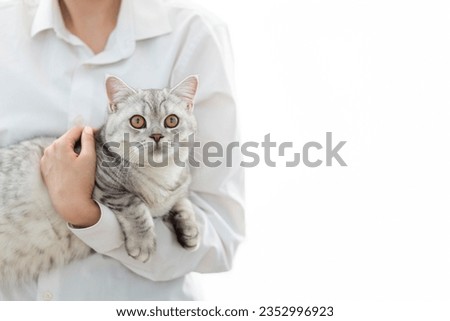 Adorable british kitten with beautiful yellow eyes at vet clinic. Woman veterinarian holding in her hands cute purebred fluffy kitty during medical care examining indoors
