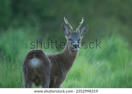 Wildlife photography of roe deers with beautiful light. Free animals in France.