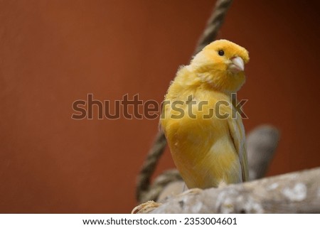Red Factors , White , and Orange Canaries inside an aviary in multiple poses. Close ups and group pictures canaries.