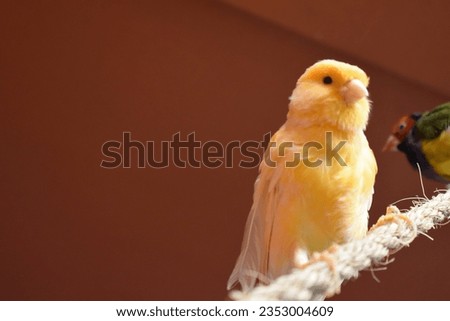Red Factors , White , and Orange Canaries inside an aviary in multiple poses. Close ups and group pictures canaries.