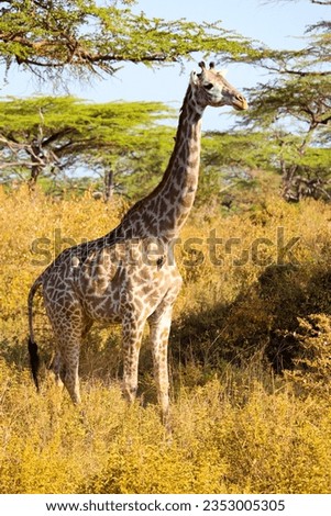 Giraffe Walking In Selous Tanzania