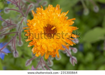 Marigold flower macro (calendula officinalis)