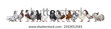 Large group of many different pigeons together in a row, isolated on white
