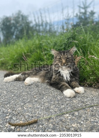Mix Color black white yellow grey cat relax laying on asphalt road beside the grass with background of cloudy sky