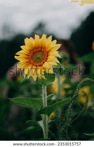 The beautifull Sunflower picture of the season