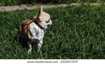 white and brown chihuahua sitting in green lawn in hot sunny summer day, looking right, dogwalking concept, copy space
