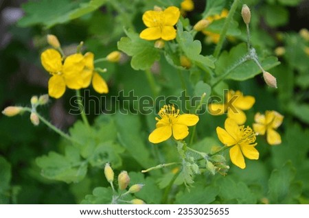 Greater celandine or chelidonium majus is a perennial herbaceous flowering plant used in folk medicine. Royalty-Free Stock Photo #2353025655