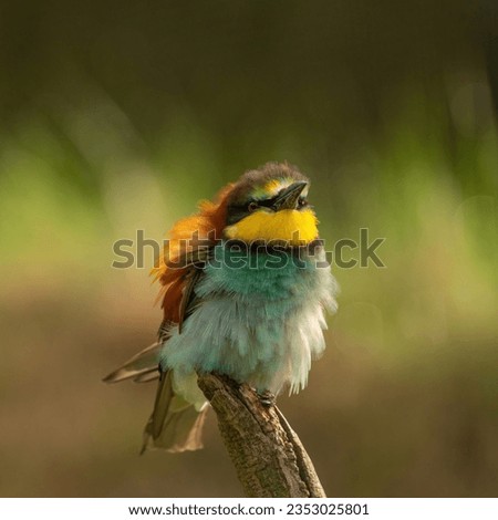 The amazing colors of the European bee-eater