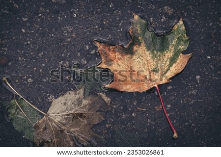 Fallen leaves in a puddle 