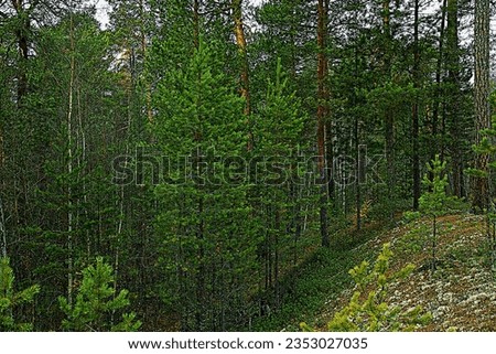 Trees, coniferous trees, plants during the day in the taiga, Siberia, Russia.