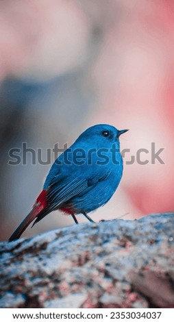 A picture of a beautiful blue bird with a red tail in the wild, with wonderful photography