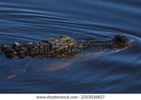 Picture of an American alligator
