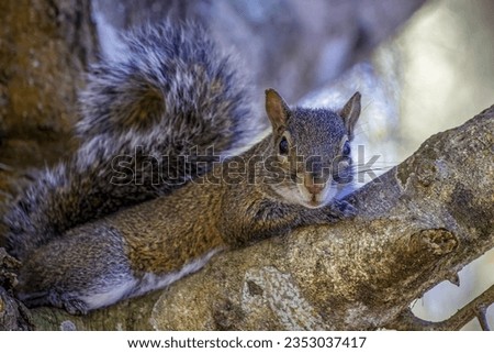 Picture of a small gray squirrel