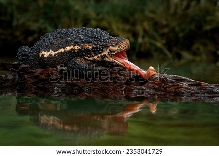 Pseudobufo subasper (or Suck Toad) catching an insect as its prey by its tongue. This toad can only be found in peat swamps, Borneo island, Indonesia.