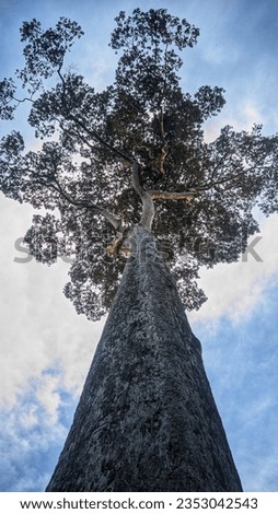 A tall tree reaching up into the sky, tall root tree background. Beautiful picture of big tree.