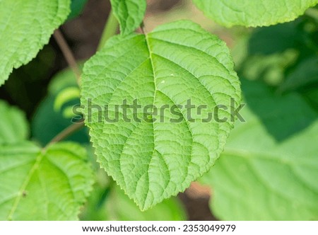 Close up macro of leaves in a park