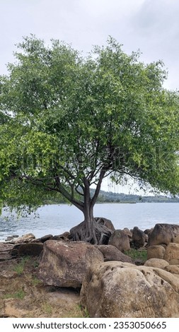 a big tree with many leaves and big stone in the side of lake