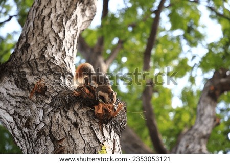 Squirrel eating on the tree in park at city town,