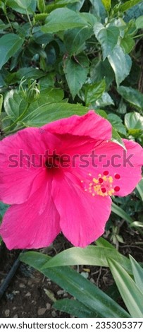 The pink hibiscus flower is very beautiful, suitable for decoration in the garden and also as a home page decoration