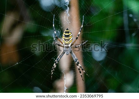 Wasp Spider (Argiope bruennichi) is a marvel of nature showcased in this stunning photograph. Its intricate yellow and black striped abdomen, suspended against a backdrop of glistening dew-kissed webs