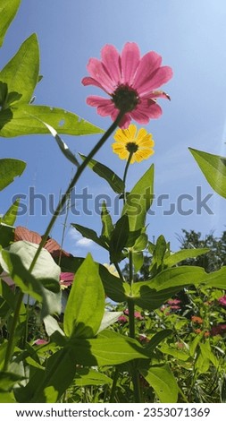 Zinnia flower blooming in the garden during a bright sunny day and pictured with low angle and blue sky as the background, Indonesia. 