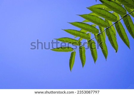 Summer concept. Some leaves against a blue sky background. Natural wallpaper with leaf decoration in the corner of the picture. Blue sky with green leaves in the corner. Spring or summer season sky