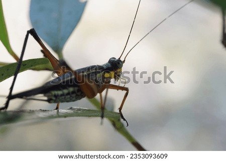 is a grasshopper that has long legs, often moves by jumping far, photos have good detail