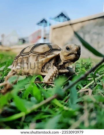 A Sulcata tortoise gracefully strolls across the lush green grass.


