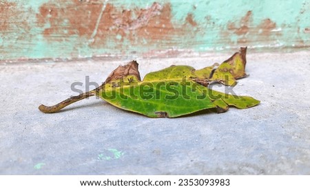 photo of a crushed green leaf falling on a hard and smooth surface. Photographed with a high angle in the afternoon in a park.