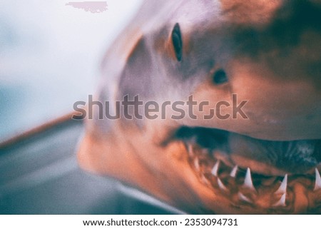 Killer shark looking behind the glass