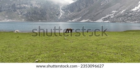 Wild Horses Of Sarbanda Lake, Kedam Valley, Swat, Pakistan