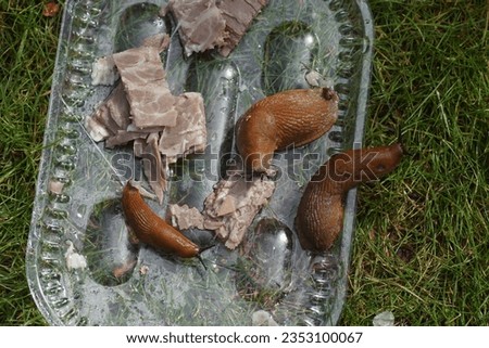 Red slug, large red slug, chocolate arion, European red slug (Arion rufus) or Spanish slug (Arion vulgaris). Family round back slugs (Arionidae). Feeding on cured meat expired for birds in the lawn Royalty-Free Stock Photo #2353100067