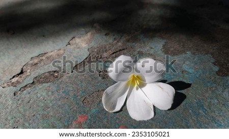 The flowers that have fallen on the cement floor are still beautiful naturally.