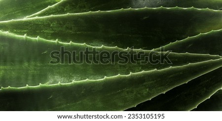 close up of green leaves, aloe vera. Aloe vera is a very useful herbal medicine for skin care and hair care that can be used as treatment. Dark moody background. Royalty-Free Stock Photo #2353105195