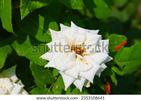 Japanese camellia
Plant, Camelli, Floribunda, French rose, China rose,
