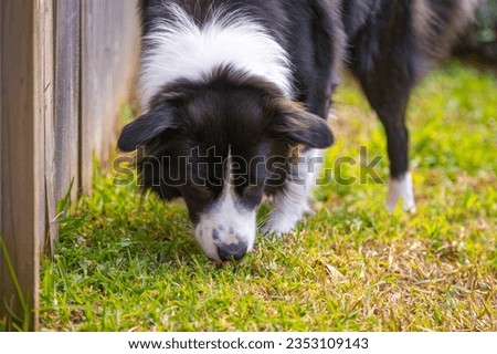 Border Collie puppy walking and sniffing the grass in the park