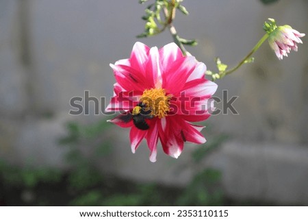 A beetle is sucking the juice of a dahlia flower and two mosquitoes are sitting on the petals of a dahlia flower.