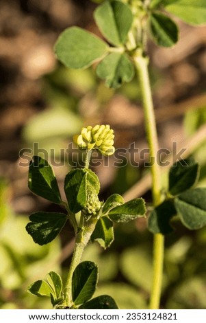 Yellow clover, a flower in the forest