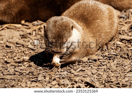 Asian Small-clawed Otter (Aonyx cinereus) eating a piece of pale fish