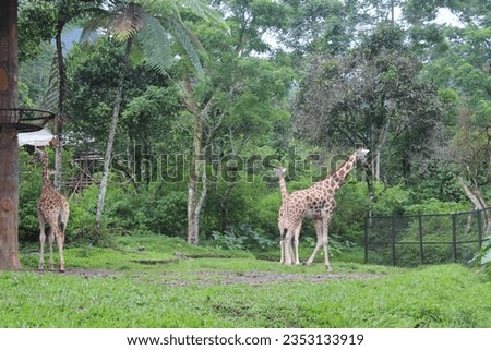 Three giraffes apart in lush, green-grassed woodland, distant trees.
