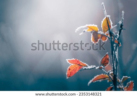 Frost-covered trees with yellow leaves in autumn forest. Macro image, shallow depth of field. Autumn nature background