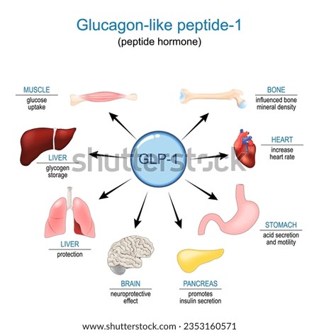 GLP-1. Glucagon-like peptide-1 for Appetite regulation, weight loss and Treatment of diabetes. peptide hormone Functions and effects on Human internal organs. vector diagram Royalty-Free Stock Photo #2353160571