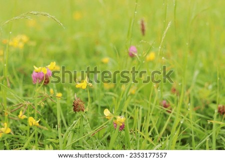 Grass with wild flowers after the rain. Drops of water on the green summer grass, meadow or lawn
