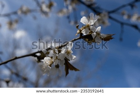 A close-up of vibrant pink cherry blossom branches against a clear blue sky