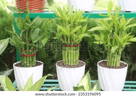 Lucky Bamboo Braided Tower plant on farm for harvest are cash crops Royalty-Free Stock Photo #2353196095