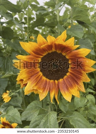 Yellow and orange brown sunflower at Bignor sunflower maze West Sussex uk