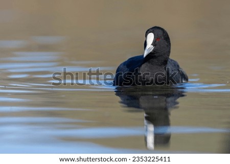 A cute adult Australian coot or Eurasian coot (Fulica atra australis) swimming in the water with reflection, Lake Hayes, Queenstown, South Island of New Zealand